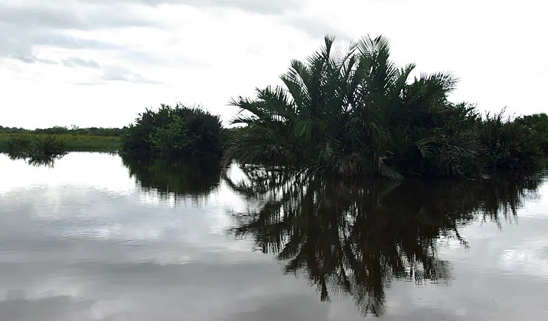 Mangrove river scenery in Klias Wetlands near Beaufort