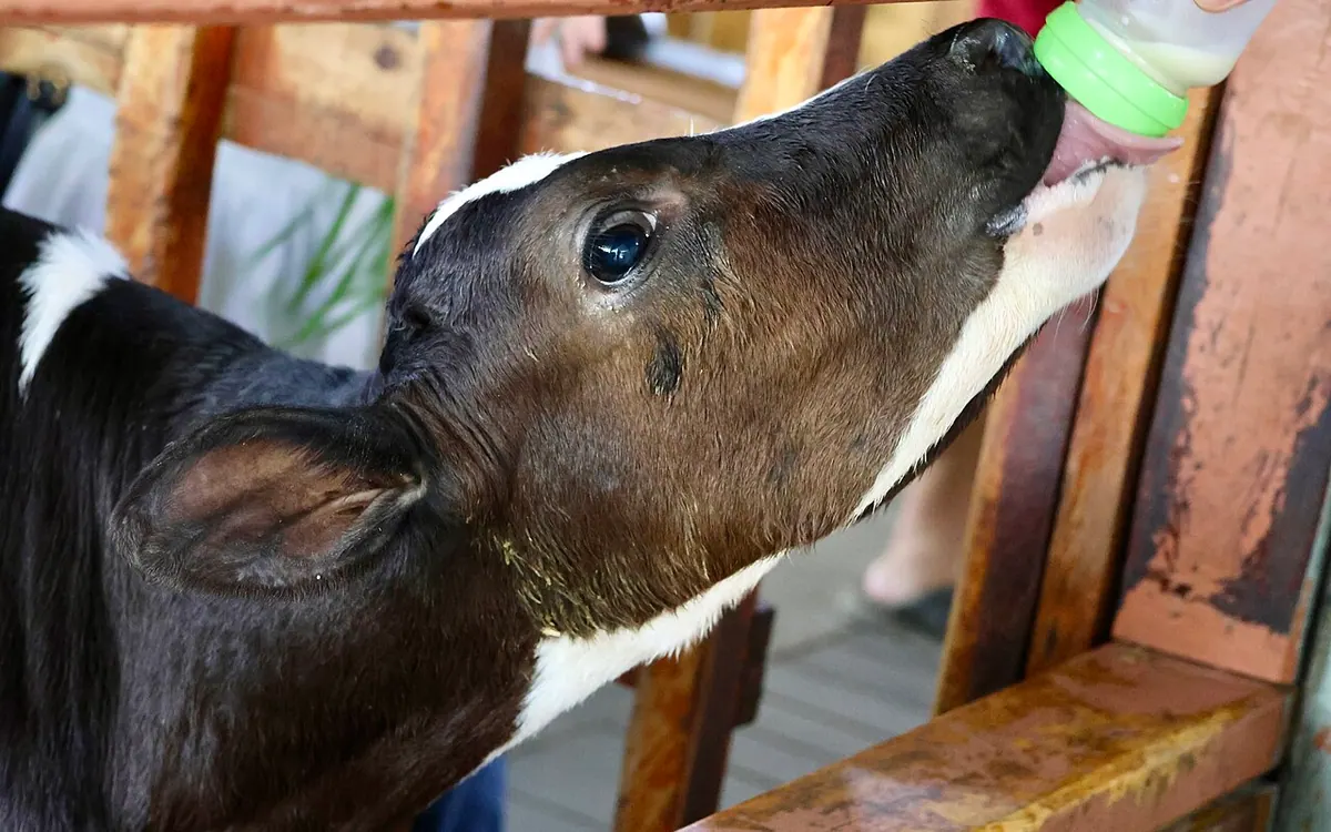 Desa Cattle Dairy Farm in Kundasang with Mount Kinabalu scenery