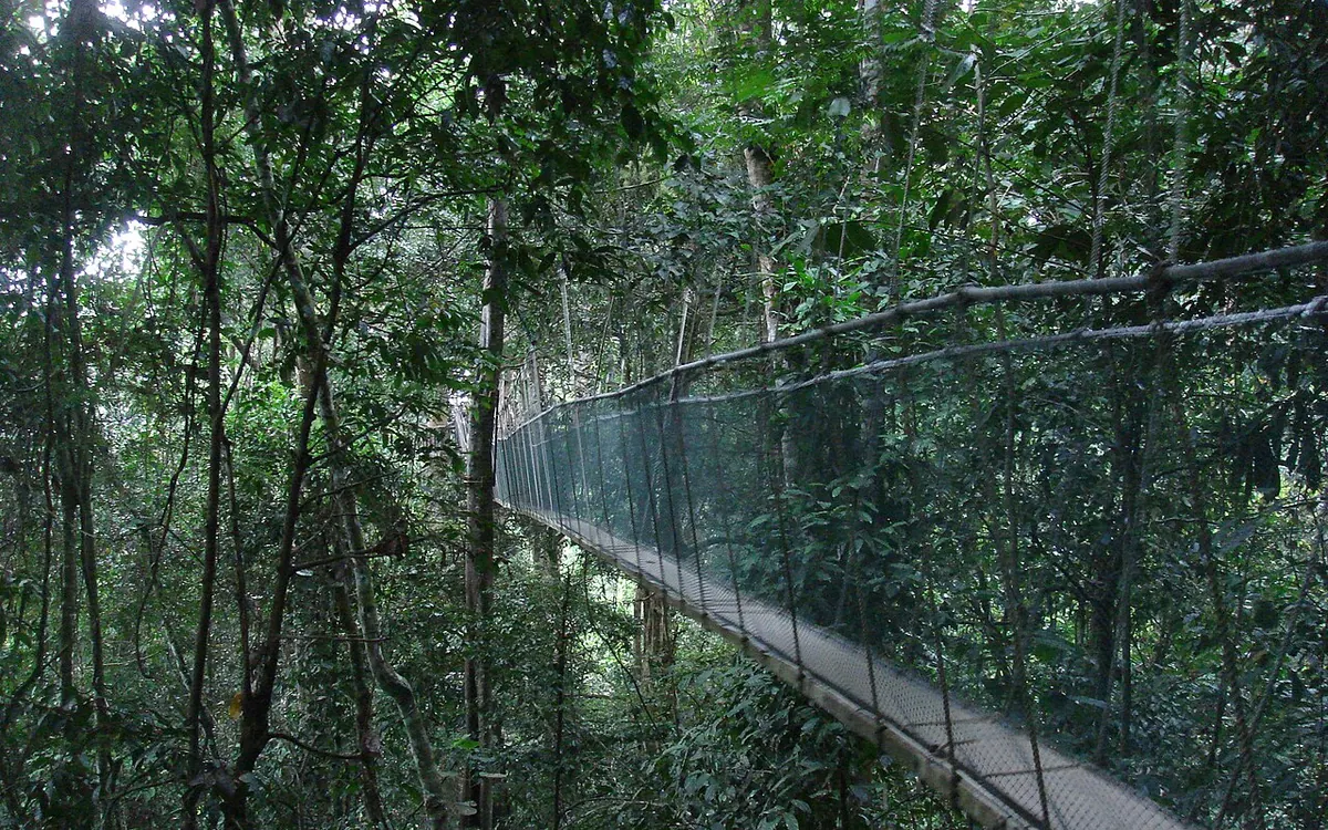 Canopy walkway in the forest at Poring, Ranau